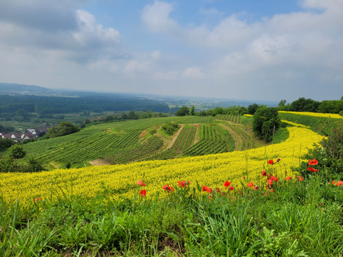 Weinspaziergang & Menü