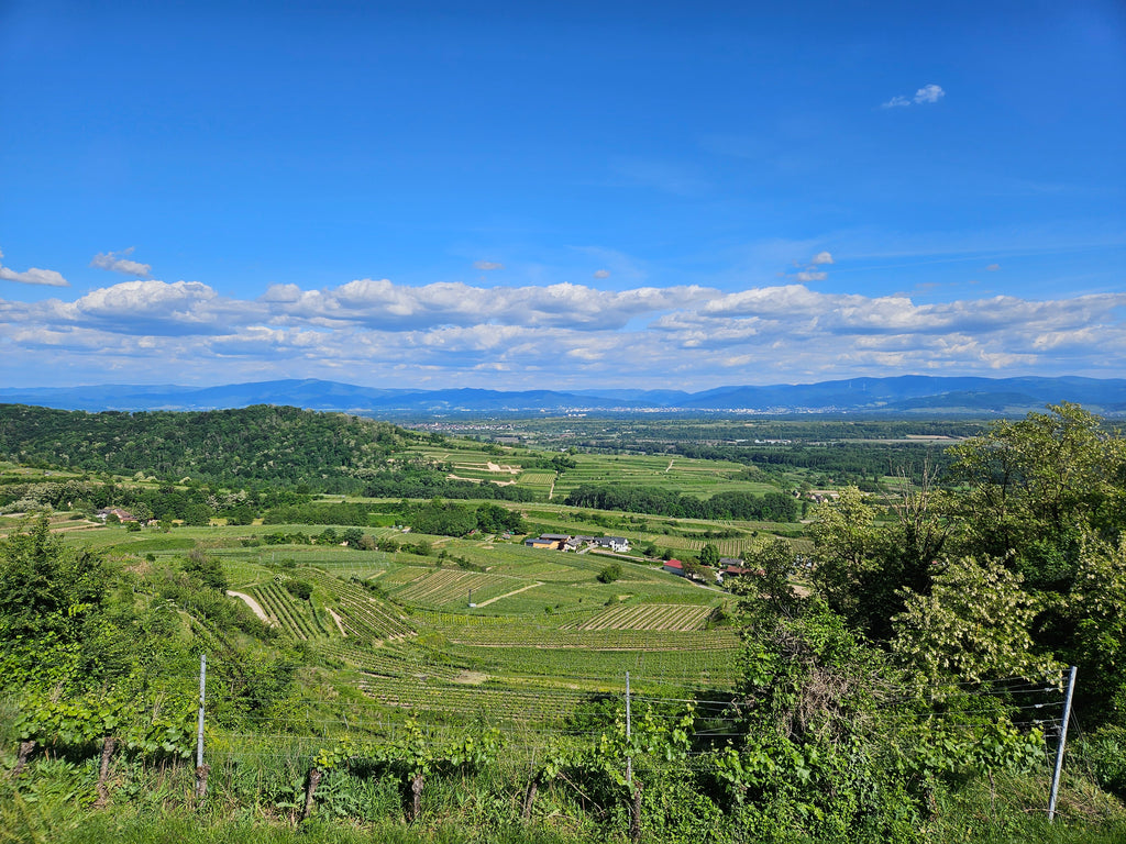Weinspaziergang & Menü