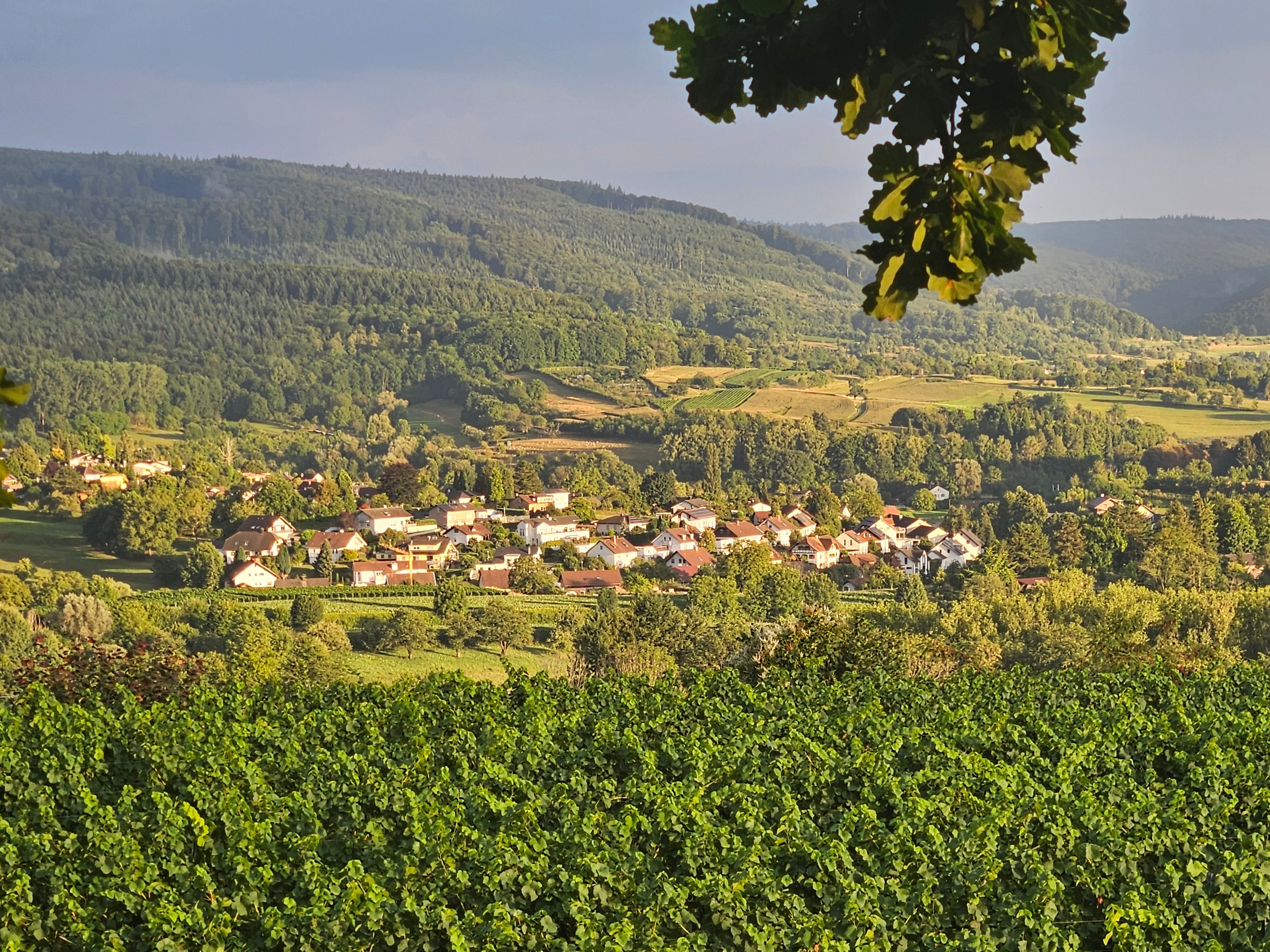 Weinspaziergang & Menü