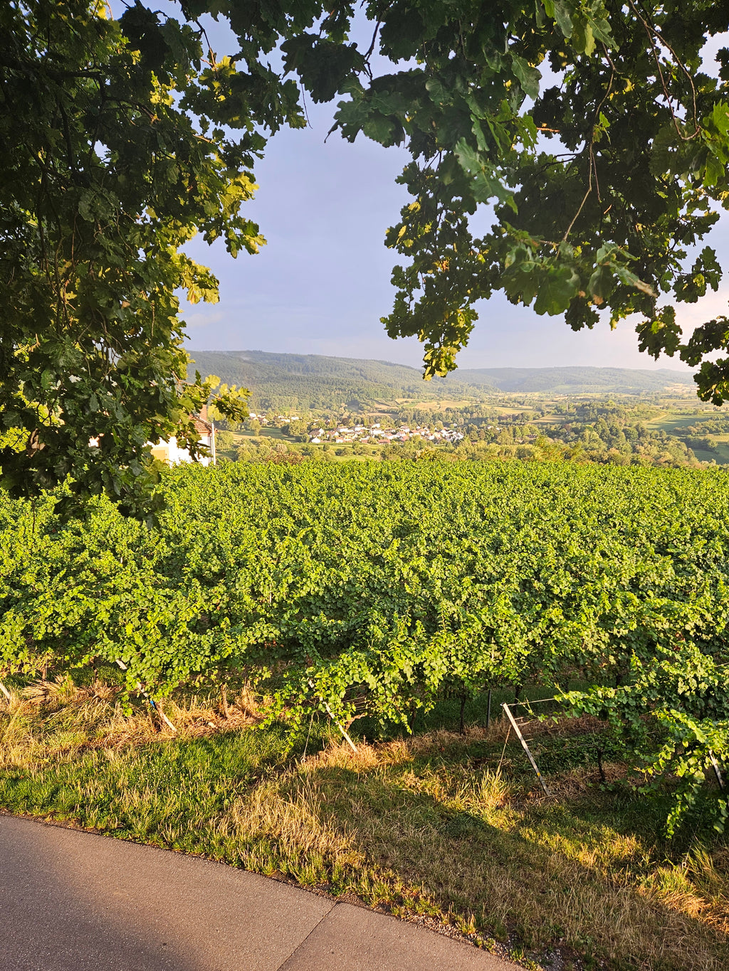 Geheimes Weinberge Picknick "Tischlein deck dich" ab 8 Personen